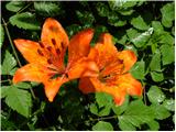 Brstična lilija (Lilium bulbifera)